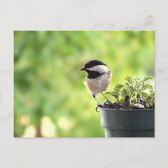 Chickadee Postcard (Front)