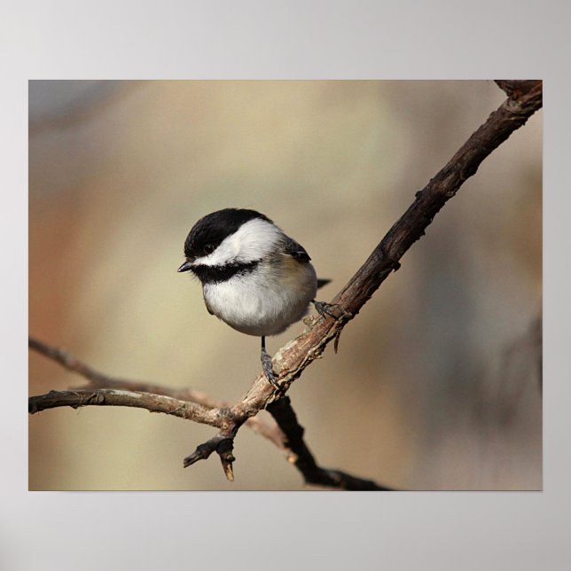 Chickadee Poster (Front)