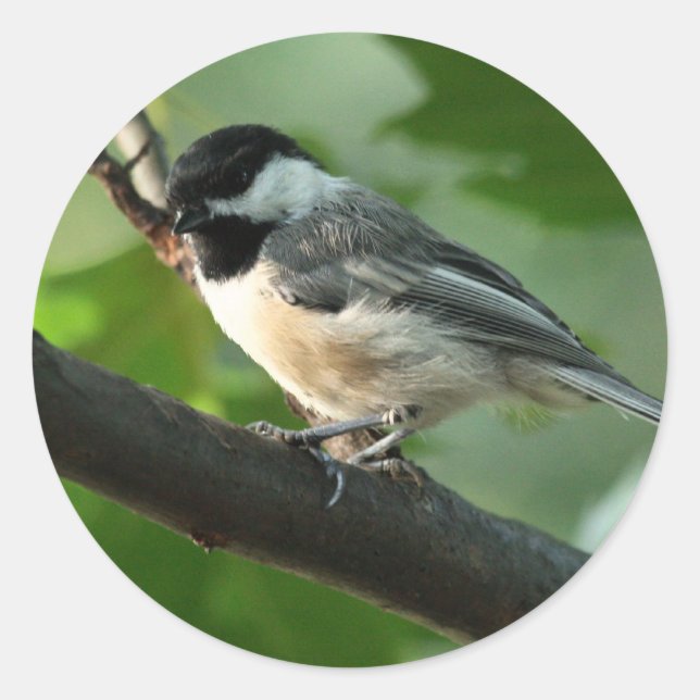 Chickadee Stickers (Front)