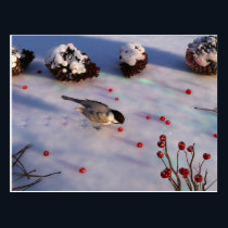 Chickadee Winter Postcard
