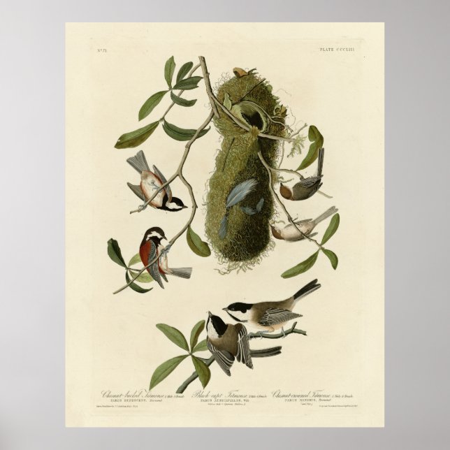 Chickadees and Bushtit, Audubon's Birds of America Poster (Front)