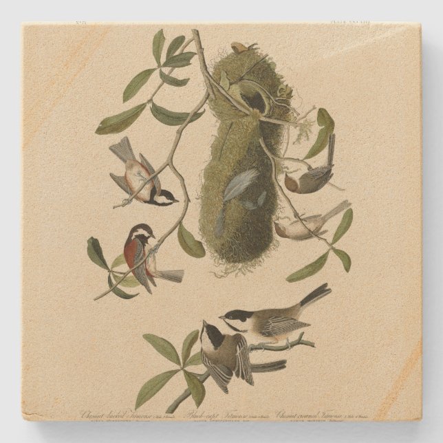 Chickadees and Bushtit, Audubon's Birds of America Stone Coaster (Front)