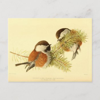 Chickadees Postcard by lostlit at Zazzle