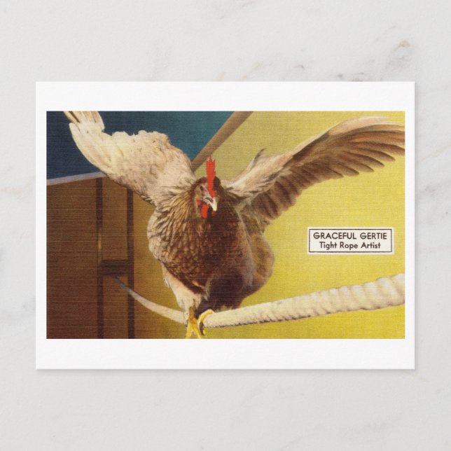 Chicken Acrobat Walking a Tight Rope Oddity Postcard (Front)