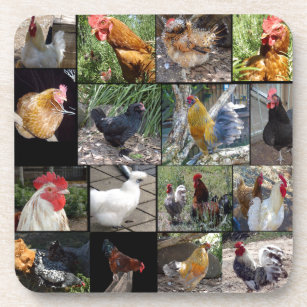 Chicken,And Rooster Photo Collage, Beverage Coaster