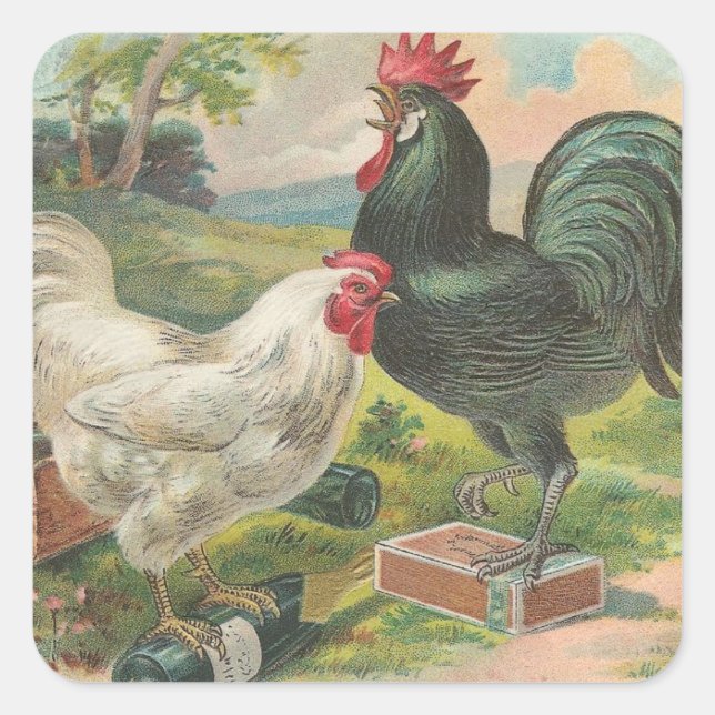 Chicken and Rooster Square Sticker (Front)
