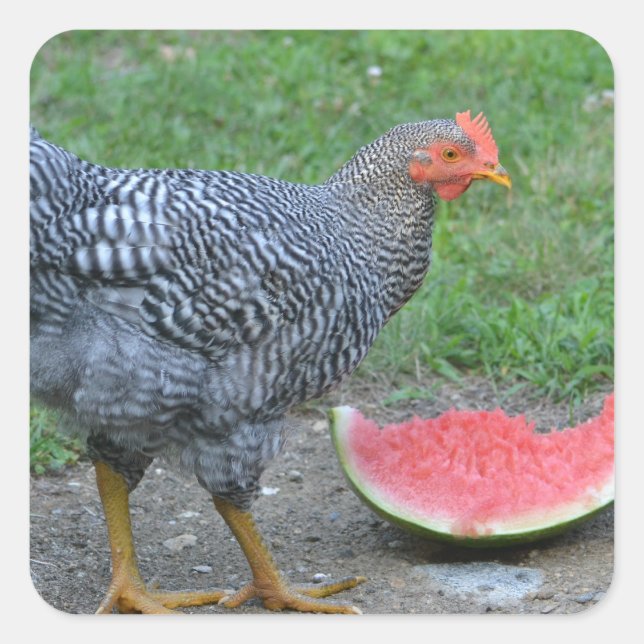 Chicken and Watermelon Sticker (Front)