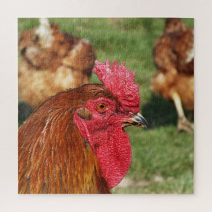 chicken, animal, chick, bird, farm, cute, puzzle, jigsaw puzzle