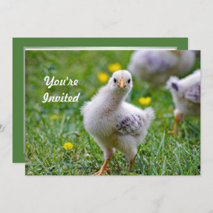 Chicken Baby Chick Photo Birthday Invitation