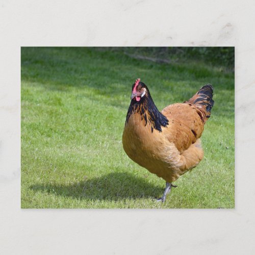 Chicken Black and Gold Vorwerk Photo Postcard
