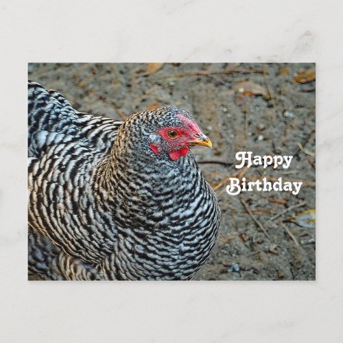 Chicken Black and White Hen Photo Birthday Postcard