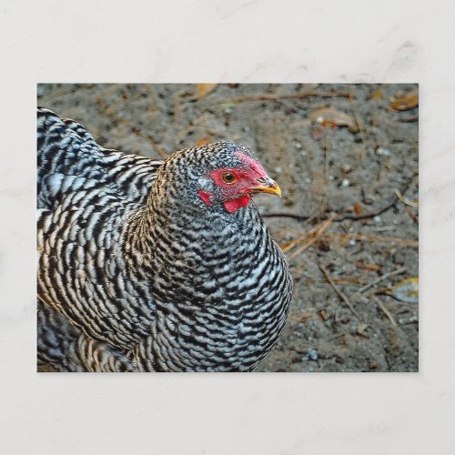 Chicken Black and White Hen Photo Postcard