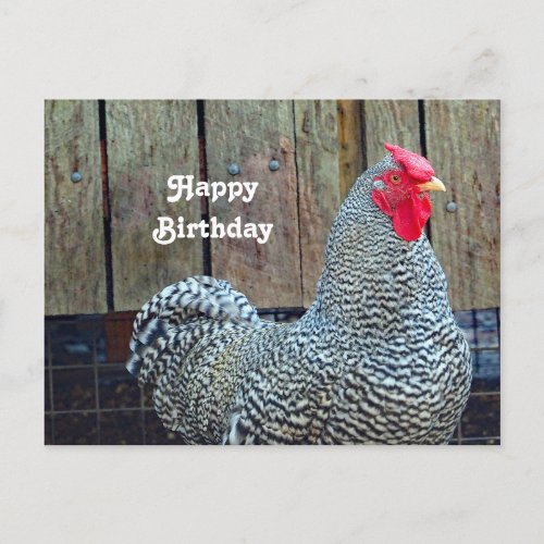 Chicken Black and White Rooster Photo Birthday Postcard