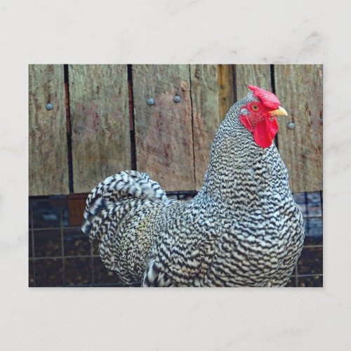 Chicken Black and White Rooster Photo Postcard