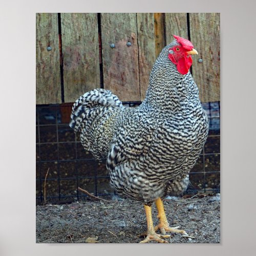 Chicken Black and White Rooster Photo Poster
