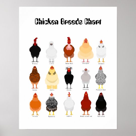 Chicken Breed Chart Printable