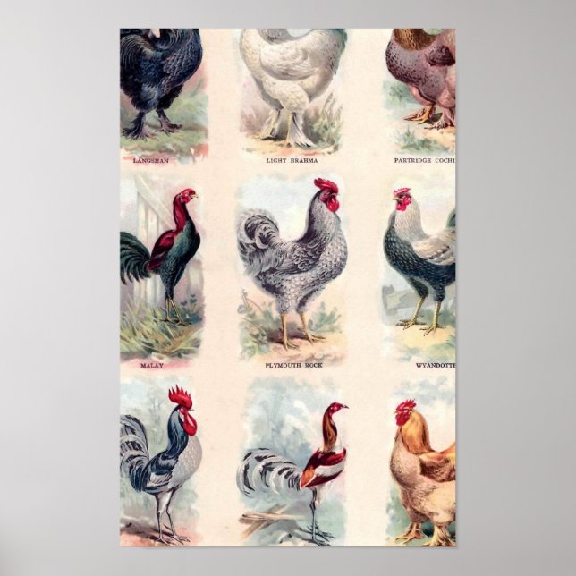 Chicken Breeds Vintage Poster (Front)