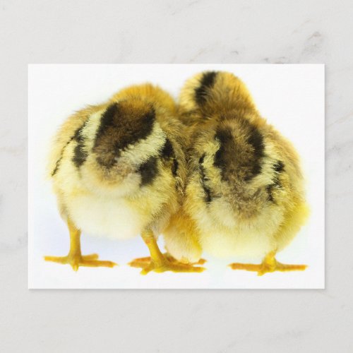 Chicken Butt Postcard