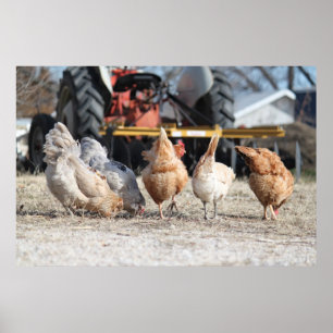 Chicken Butts Poster