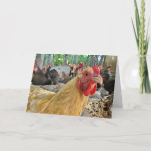 Chicken Card