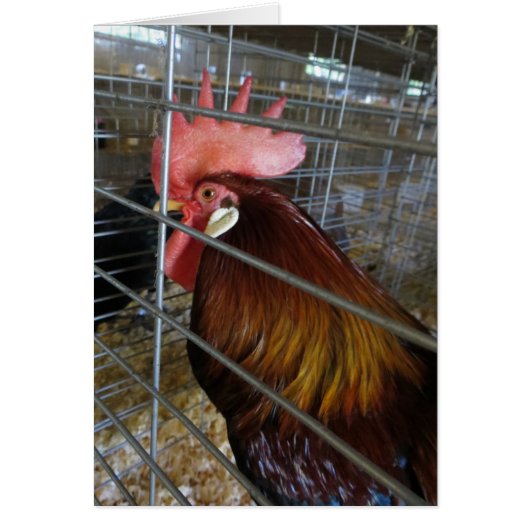 Chicken Cards (Front)