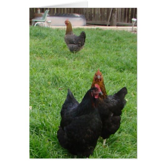 Chicken Cards (Front)
