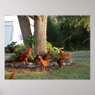 Chicken Chant Poster