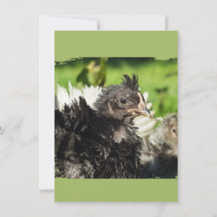chicken chicks