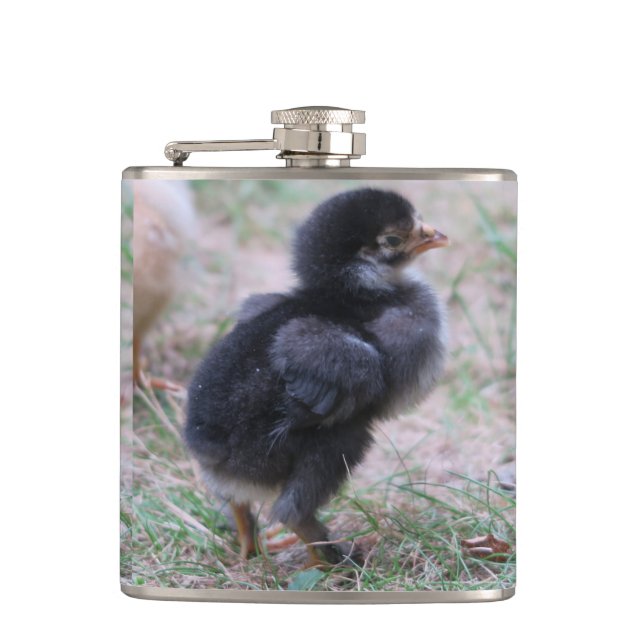 chicken, chicks, chickens, chick, animal, bird, flask (Front)