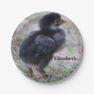 chicken, chicks, chickens, chick, animal, bird, paper plates