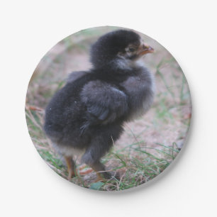 chicken, chicks, chickens, chick, animal, bird, paper plates