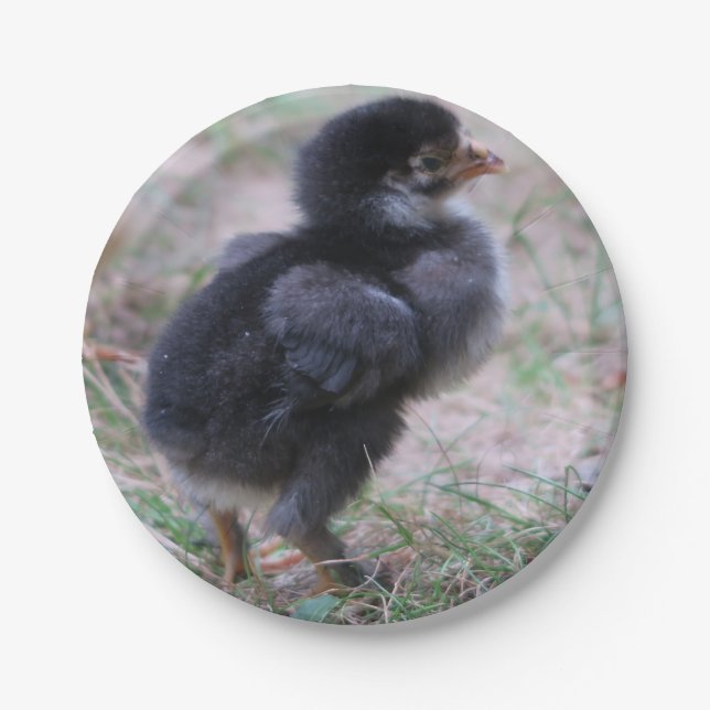 chicken, chicks, chickens, chick, animal, bird, paper plates (Front)