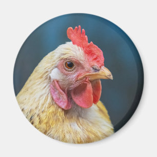 Chicken Close-Up Magnet