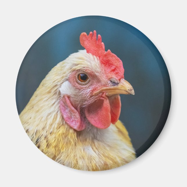 Chicken Close-Up Magnet (Front)