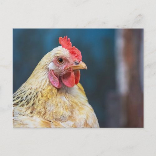 Chicken close_Up Postcard