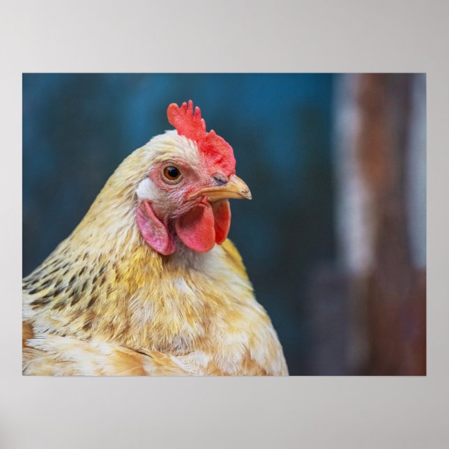 Chicken Close-Up Poster (Front)