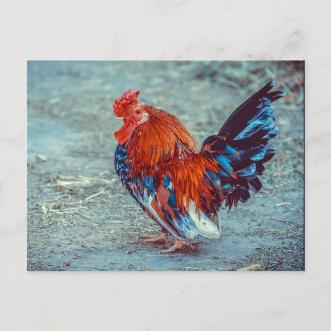 Chicken Colorful Rooster Photo Postcard (Front)