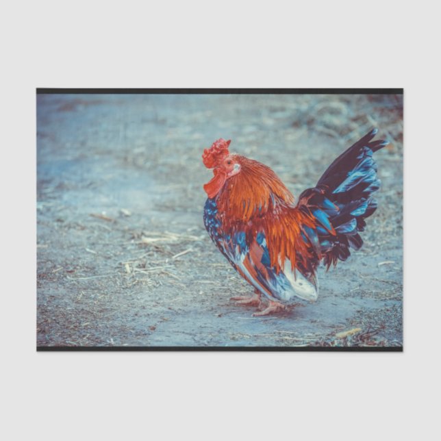 Chicken Colorful Rooster Photo Tissue Paper (Front)