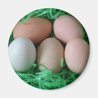 Chicken Eggs Magnet