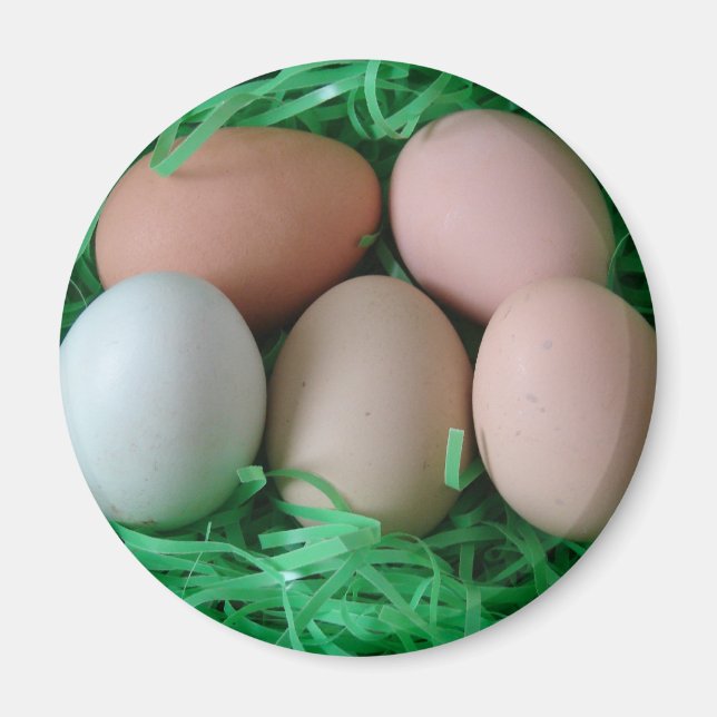 Chicken Eggs Magnet (Front)