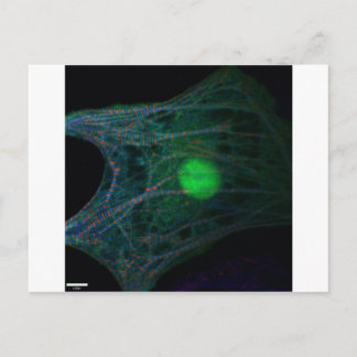 Chicken embryonic cardiomyocyte postcard