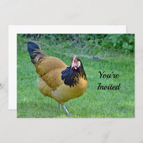 Chicken Gold and Black Vorwerk Photo Birthday Invitation