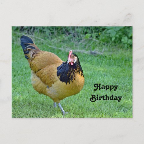 Chicken Gold and Black Vorwerk Photo Birthday Postcard