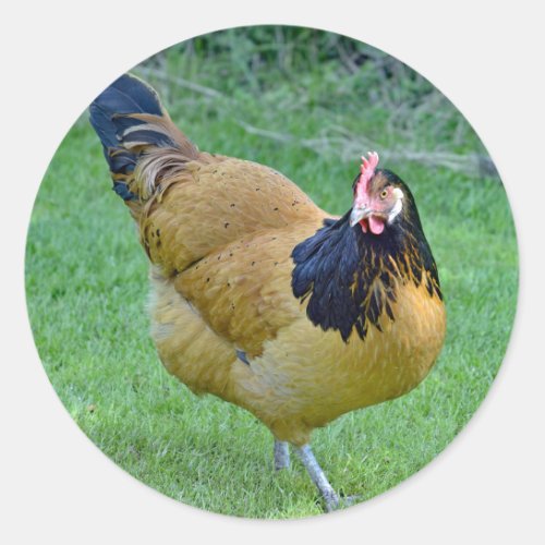 Chicken Gold and Black Vorwerk Photo Classic Round Sticker