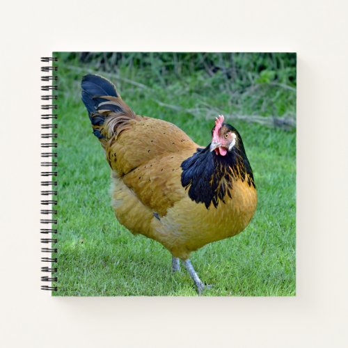 Chicken Gold and Black Vorwerk Photo Notebook