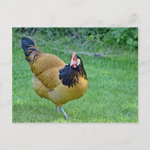 Chicken Gold and Black Vorwerk Photo Postcard