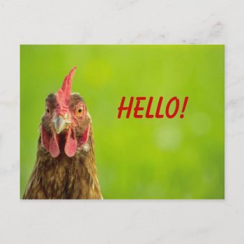 Chicken - Hello Postcard by stdjura at Zazzle
