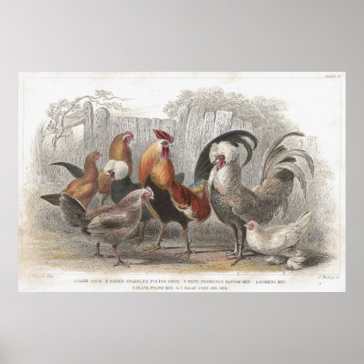 Chicken & Hen Antique Lithographic print | Zazzle