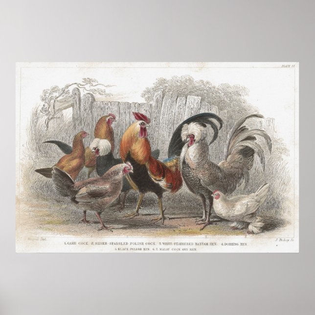 Chicken & Hen Antique Lithographic print (Front)