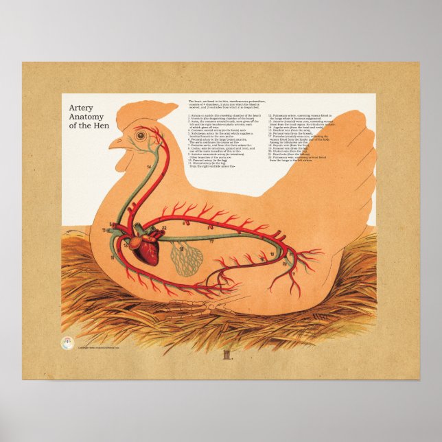 Chicken Hen Artery Anatomy Chart (Front)
